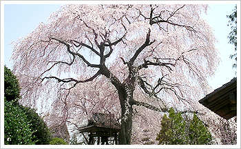 昌建寺のしだれ桜